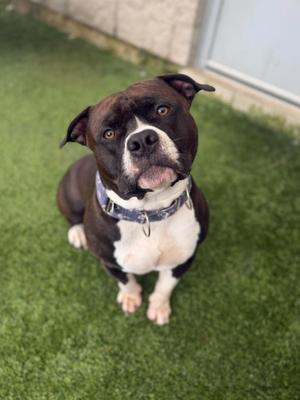 Whisky, American Bully, adult, available for adoption