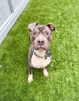 Hennessy, American Bully, adult, available for adoption
