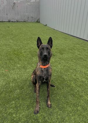 A brindle dog with a black face and ears, wearing an orange collar, sitting on green artificial grass.
