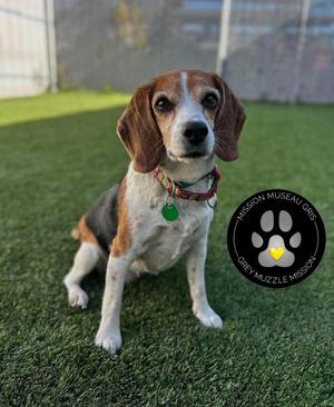 Nala, Beagle, senior, available for adoption
