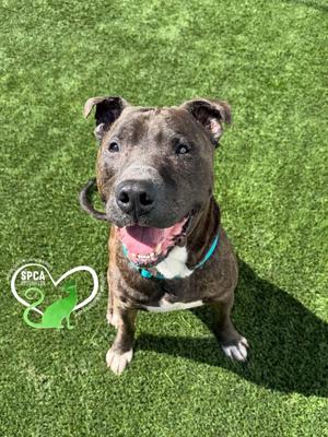 Hypster, American Bully, senior, available for adoption