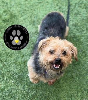 A small dog with a shaggy coat is looking up at the camera with its mouth open, standing on a green artificial turf surface. The dog has a black and tan coat, with a black back and tan fur on its face and legs. In the top left corner, there is a circular logo with a paw print and text that reads "Mission Muzzle Mission".
