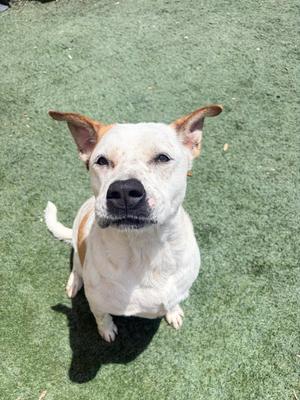 Bella, Pit Bull Terrier / Australian Cattle Dog/Blue Heeler, adult, available for adoption
