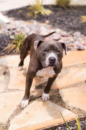 Dorian, American Bulldog / Bulldog, adult, available for adoption