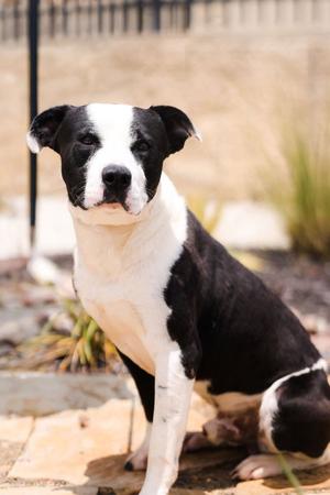 Diego, Pit Bull Terrier, adult, available for adoption