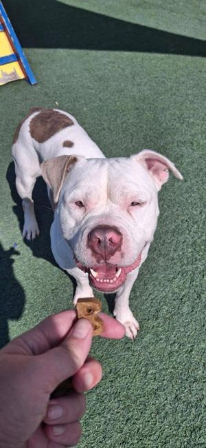 Blanco, Bulldog, adult, available for adoption
