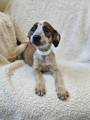 Artemis, Black Mouth Cur, puppy, available for adoption