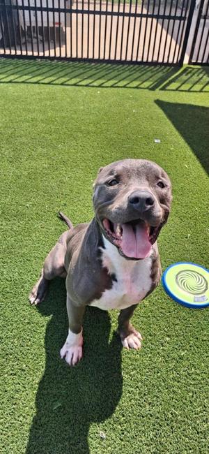 Blue, American Staffordshire Terrier / Bulldog, adult, available for adoption