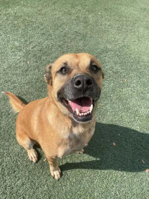 A happy brown dog with a black nose and open mouth, sitting on green artificial grass.