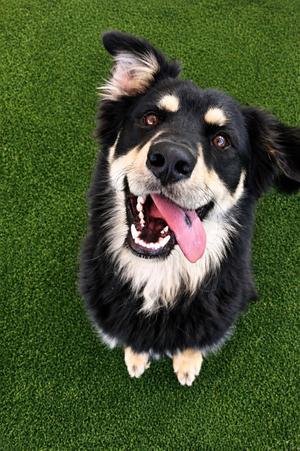 Garrick, Australian Shepherd / Border Collie, adult, available for adoption