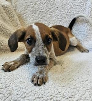 Beau, Black Mouth Cur, puppy, available for adoption
