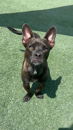 Ace, Pit Bull Terrier / Corgi, adult, available for adoption