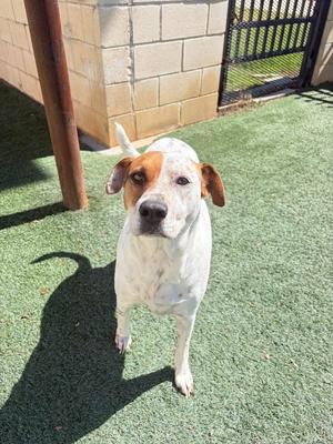 Amanda, Australian Cattle Dog/Blue Heeler, adult, available for adoption