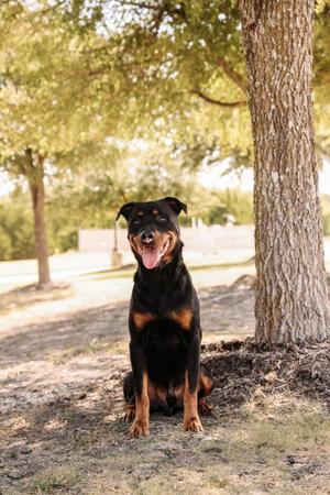 Eragon, Rottweiler / Cattle Dog, adult, available for adoption
