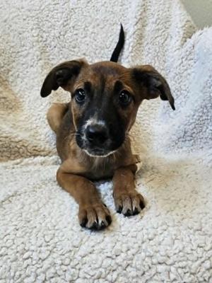 Ivy, Black Mouth Cur, puppy, available for adoption