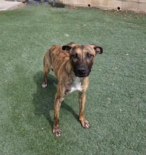 A brown and black brindle dog standing on a green artificial turf surface, looking directly at the camera.