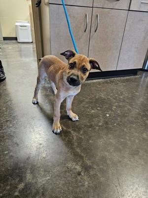 Duncan, Black Mouth Cur / Terrier, puppy, available for adoption