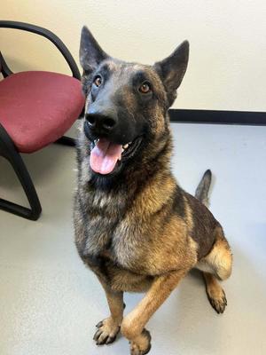 Chandler, Belgian Shepherd Malinois / German Shepherd Dog, adult, available for adoption