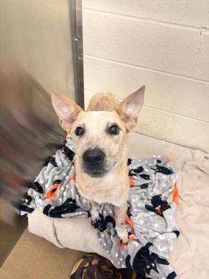 A small dog with large ears and a black nose is sitting on a blanket with a pattern of black and orange shapes. The dog is looking directly at the camera. The background is a white wall with a metal frame.