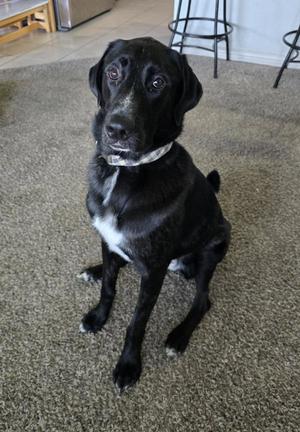 black dog sitting on carpet