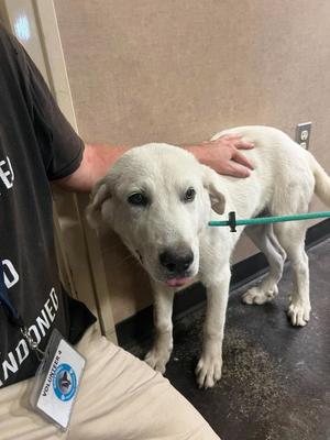 Drake, Great Pyrenees / Labrador Retriever, adult, available for adoption