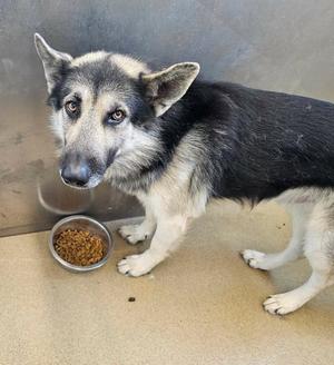 Hendrix, German Shepherd Dog, adult, available for adoption