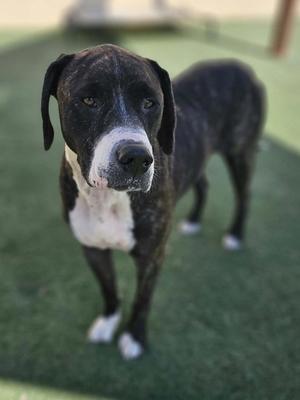 A black and white dog standing on a green surface