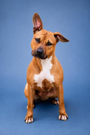 Brandy, Pit Bull Terrier / Terrier, adult, available for adoption