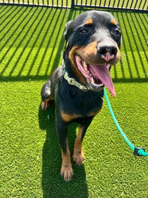 Eragon, Rottweiler / Cattle Dog, adult, available for adoption