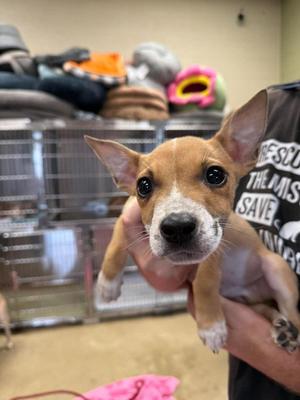 Jacob, Australian Cattle Dog/Blue Heeler, puppy, available for adoption