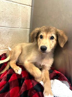 Cricket, Great Pyrenees / Shepherd, puppy, available for adoption