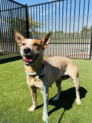 Cali Girl, Australian Cattle Dog/Blue Heeler, adult, available for adoption