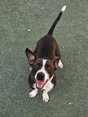 A brown and white dog with perked ears and a wagging tail, standing on green artificial turf.