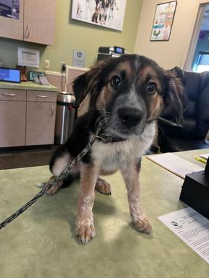 Jack-O, Shepherd / Cattle Dog, puppy, available for adoption