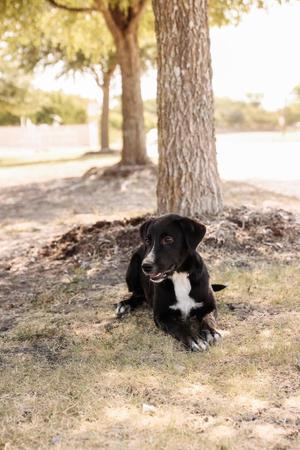 Dixie, Flat-coated Retriever / Great Pyrenees, young, available for adoption