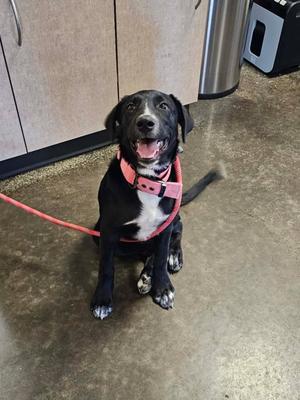 Dixie, Flat-coated Retriever / Great Pyrenees, young, available for adoption