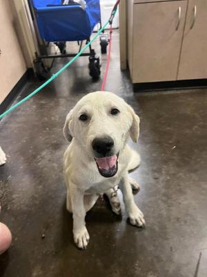 Dylan, Great Pyrenees / Labrador Retriever, adult, available for adoption