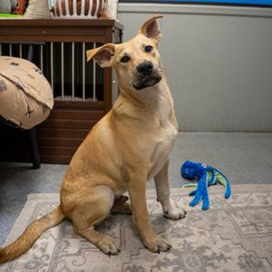 Louis, Retriever, Labrador, puppy, available for adoption
