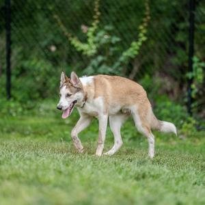 Benji, Husky, young, available for adoption
