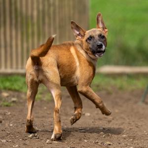 A brown dog with pointed ears and a black muzzle is running on a dirt path, with a wooden fence and green grass in the background.