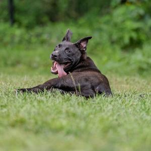 A black dog lying on grass with its tongue out