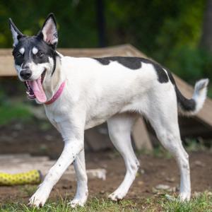 Daisy, Shepherd, young, available for adoption