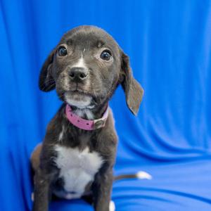 Fallon, Boxer, puppy, available for adoption