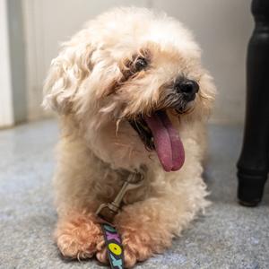 Hope, Poodle, Miniature, senior, available for adoption