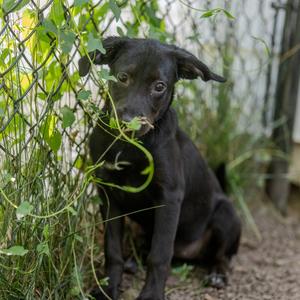 Angie, Retriever, Black Labrador, puppy, available for adoption