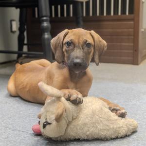 Baja, Hound, puppy, available for adoption
