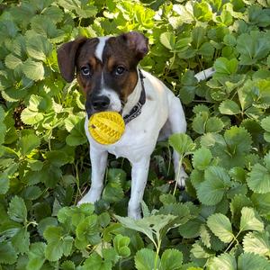 Beyonce Knowles, Cattle Dog, young, available for adoption