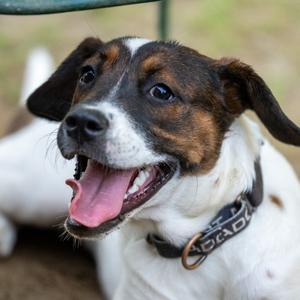 Beyonce Knowles, Cattle Dog, young, available for adoption