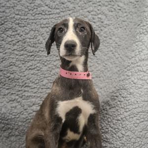 A photograph of a young dog with dark brindle fur, a white chest patch, and a white stripe down its forehead, wearing a light pink collar, looking towards the camera against a grey, fuzzy textured background.