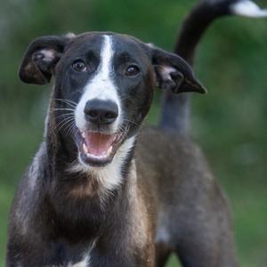 A black and white dog with floppy ears and a happy expression, standing outdoors with a blurred green background.